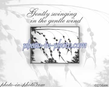 Gently Swinging in the Gentle Wind