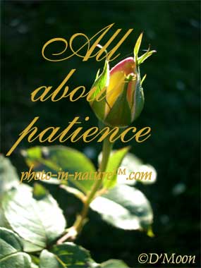 All about Patience