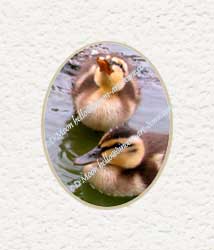 cutest ducklings