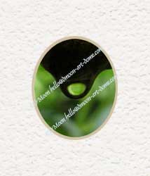 raindrop against green