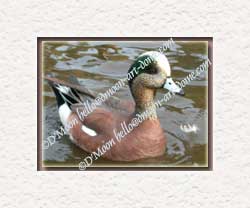 charming american wigeon