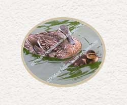 mallard mother and child