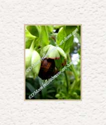snail holding green raindrop