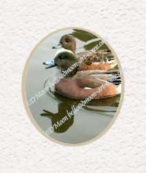 american wigeon singing pair