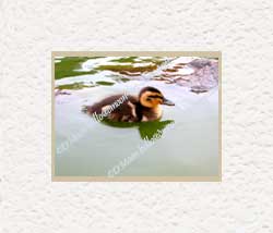 independent duckling
