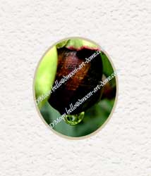 snail in green flower holding green raindrop