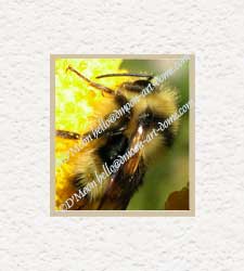 gaint bee on gold flower