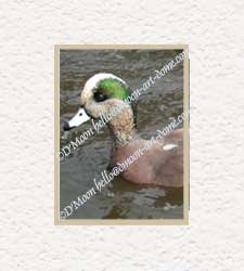 waterdrop on beak