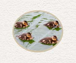 mallard ducklings marching in troop