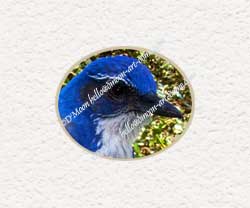 bluebird comteplating