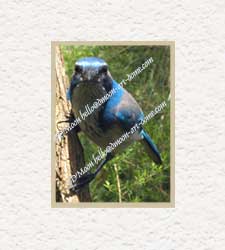 inquiring scrub jay