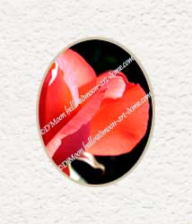 ruby rose petals