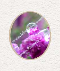 pink purple raindrops