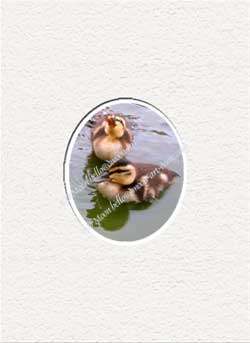 cutest ducklings