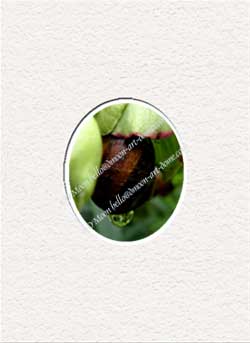 snail in green flower holding green raindrop