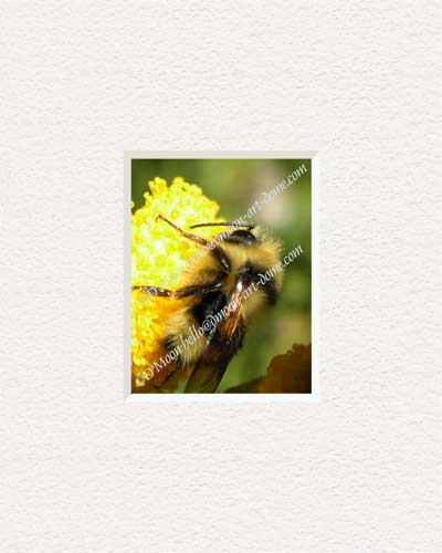 gaint bee on gold flower
