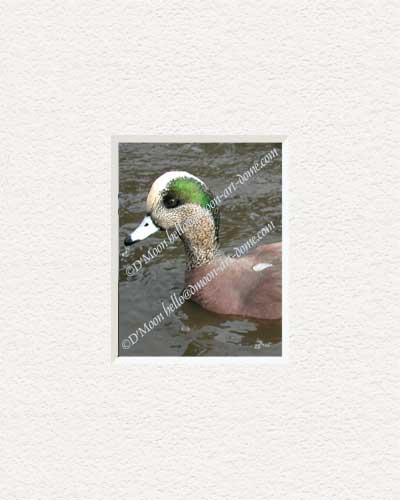 waterdrop on beak