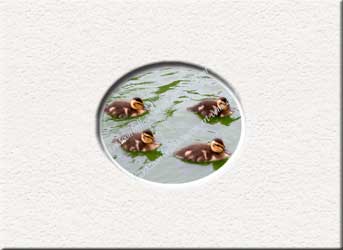mallard ducklings marching in troop