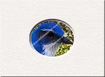 bluebird comteplating