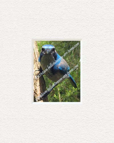 inquiring scrub jay