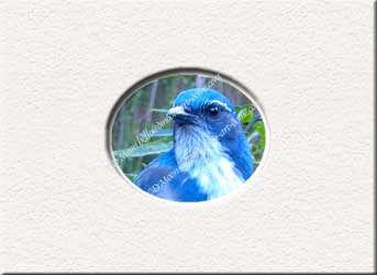 majestic blue bird