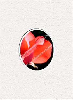 ruby rose petals