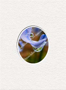 blue flower & raindrop