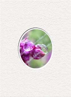 purple flower in rain